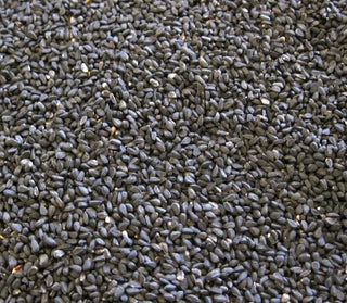 Black Cumin Seed