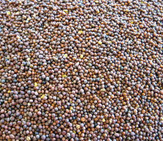 Mustard Seed, Brown