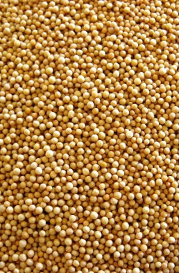 Mustard Seed, Yellow