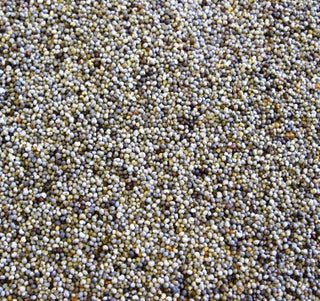 Poppy Seed