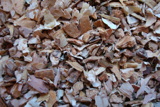 Birch bark, c/s