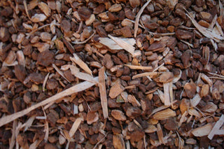 Black Haw bark, c/s