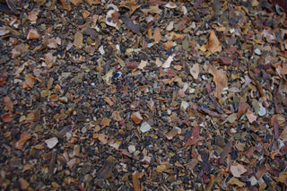 Bladderwrack, c/s