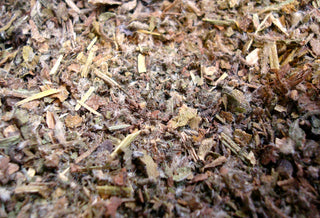 Borage herb, c/s
