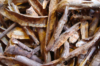 Devil’s Club root bark, c/s
