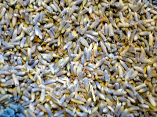 Lavender flower, whole
