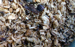 Lomatium root, c/s