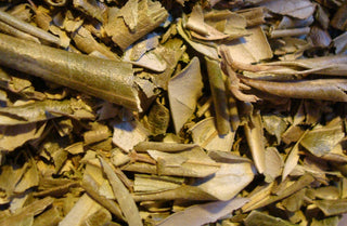 Olive leaf, c/s