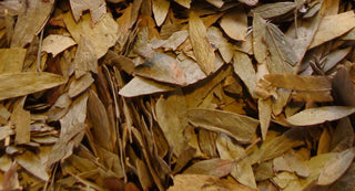 Senna leaf, whole