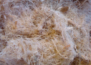 Slippery Elm inner bark, c/s