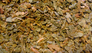 Cedar (Thuja), twigs