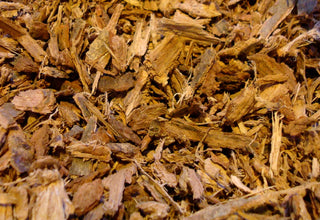 White Oak bark, c/s